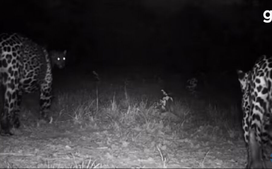 Onça-pintada é filmada com filhotes em área reflorestada no Pantanal