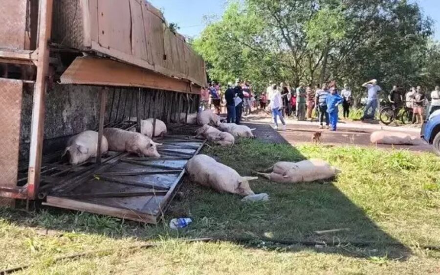 Polícia investiga se porcos furtados após acidente foram esquartejados vivos