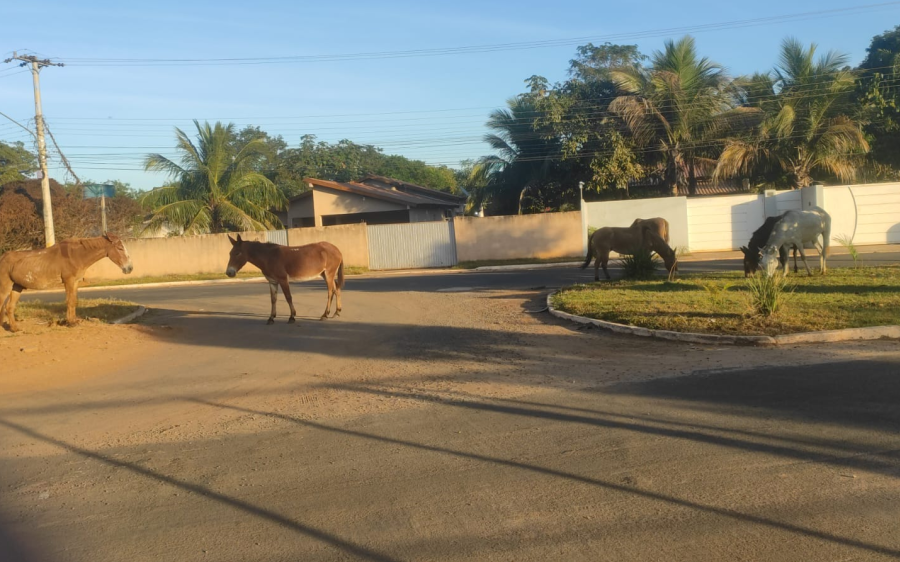 Animais soltos causam preocupação em Coxim: risco de acidentes mobiliza moradores e condutores