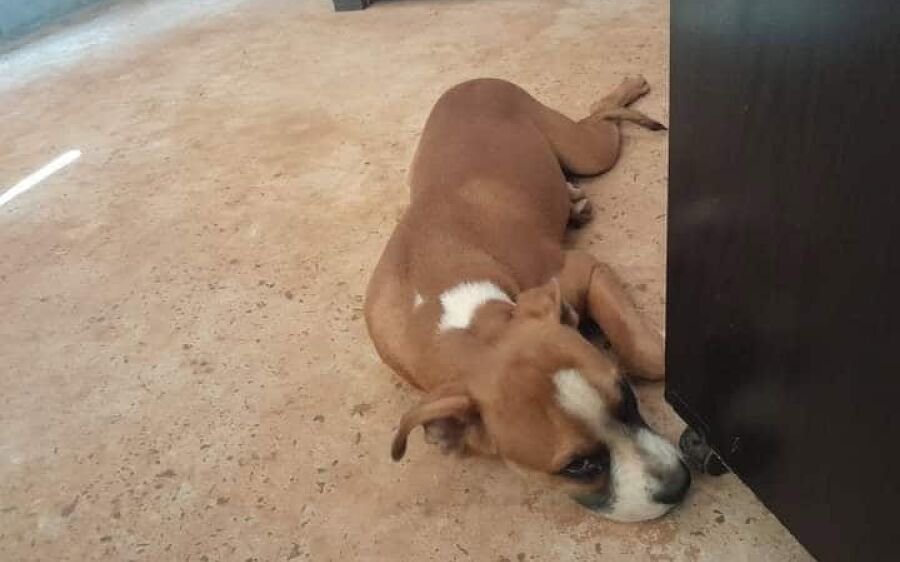 Família procura por Zeus, cachorro desaparecido em São Gabriel do Oeste