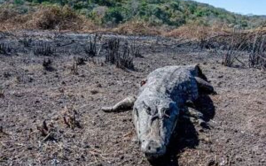 Desolação e animais mortos pelo fogo: a tragédia volta ao Pantanal