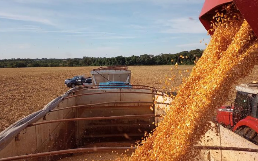 Colheita do milho da segunda safra atinge 4,2% da área total prevista em MS