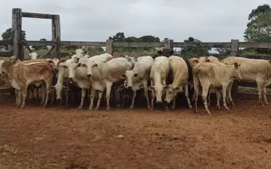 Rebanho Avaliado em R$ 45 Mil é Furtado em Fazenda na Região do Pantanal