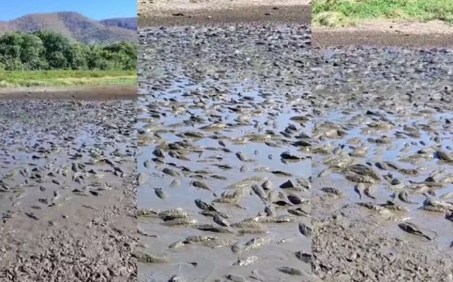 Seca e incêndios causam mortes de peixes e prejuízos às comunidades ribeirinhas no Pantanal