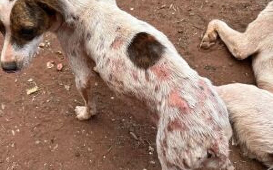 Responsáveis por ONG são autuadas por maus-tratos de 236 animais e poluição ambiental