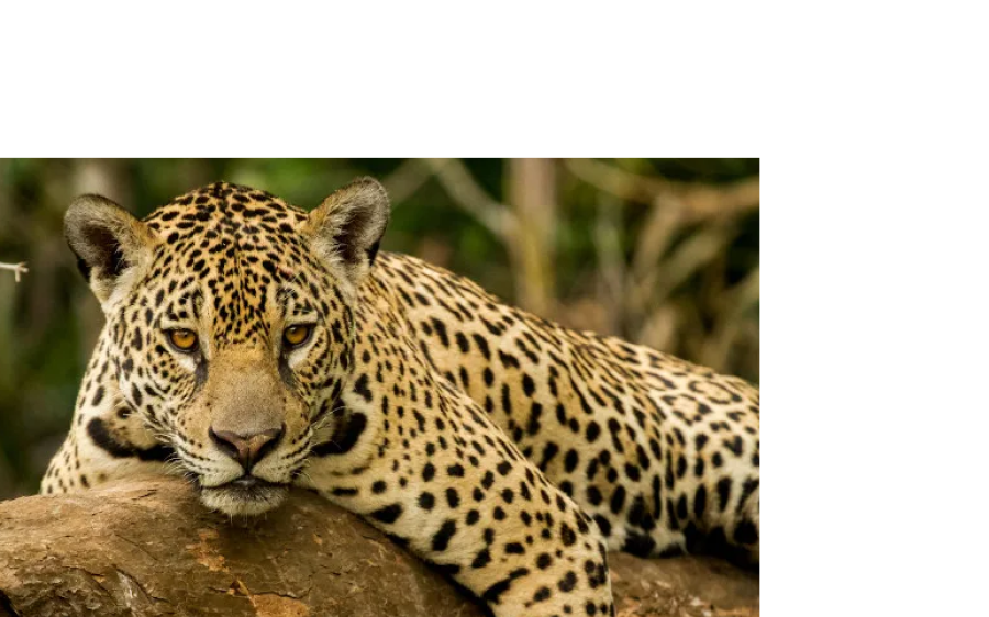 Corredor cinza no Pantanal faz onças deixarem de ser raridade em avistamento de turistas em MS