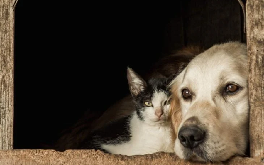 Superintendência de Proteção Animal realiza festival para discutir saúde única
