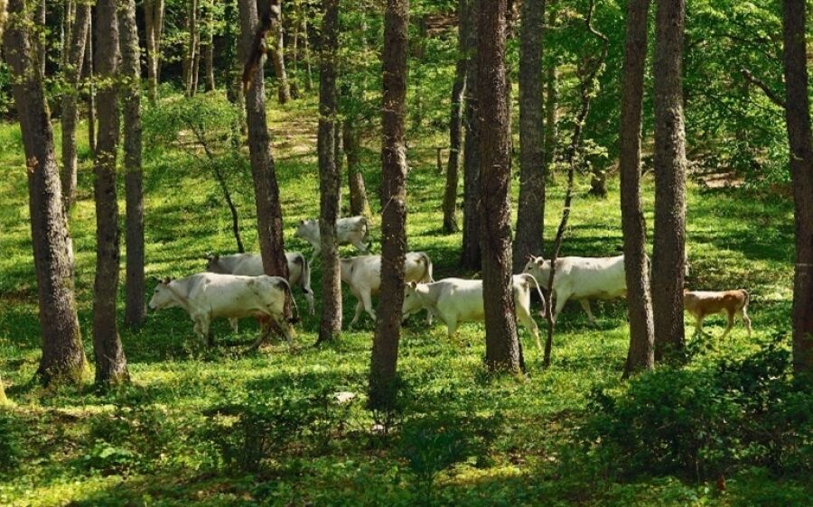 Dia do Pecuarista: celebrando a força do campo brasileiro