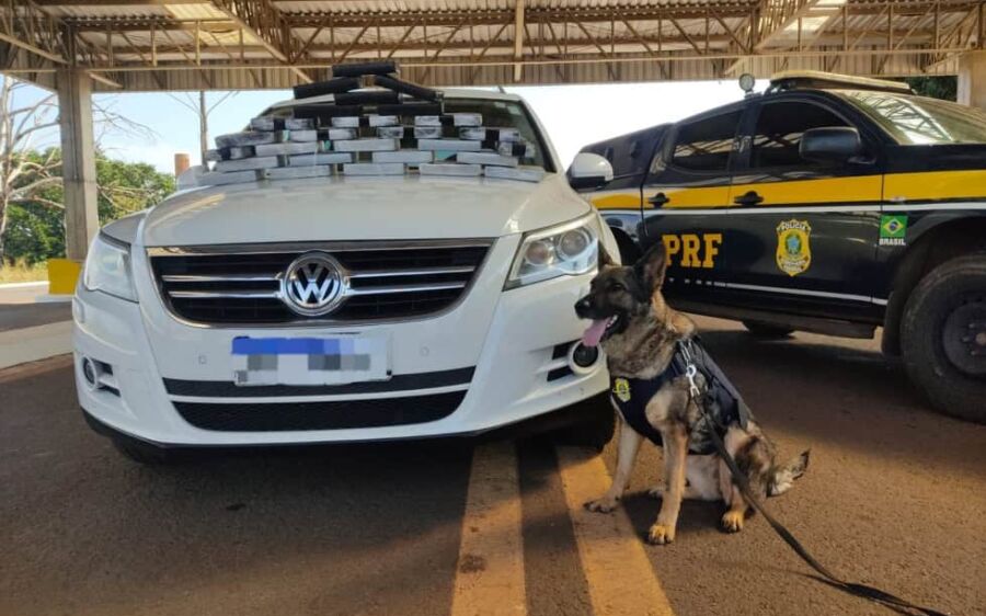 Com auxílio de cães farejadores, PRF apreende 28 quilos de cocaína na BR-262