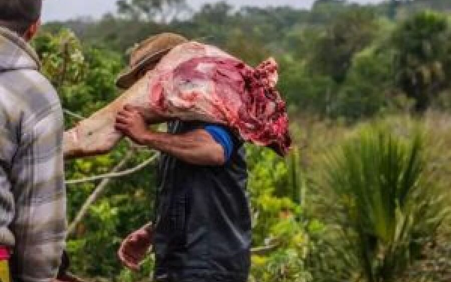 Caminhoneiro morre ao tentar desviar de vacas na BR-262 e carga de abacaxi é saqueada e vacas carnea