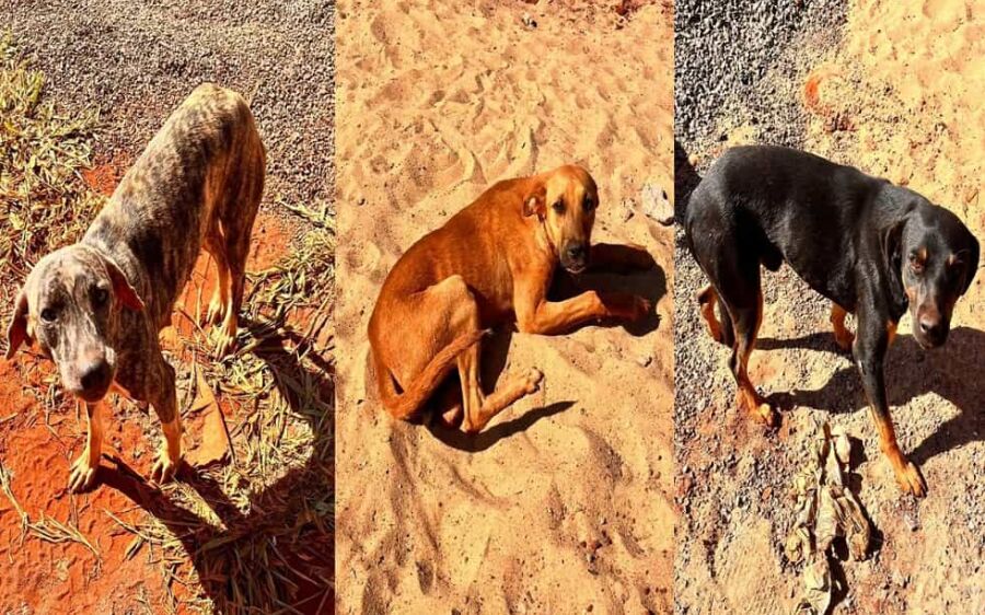Cachorros abandonados disponíveis para adoção em São Gabriel do Oeste