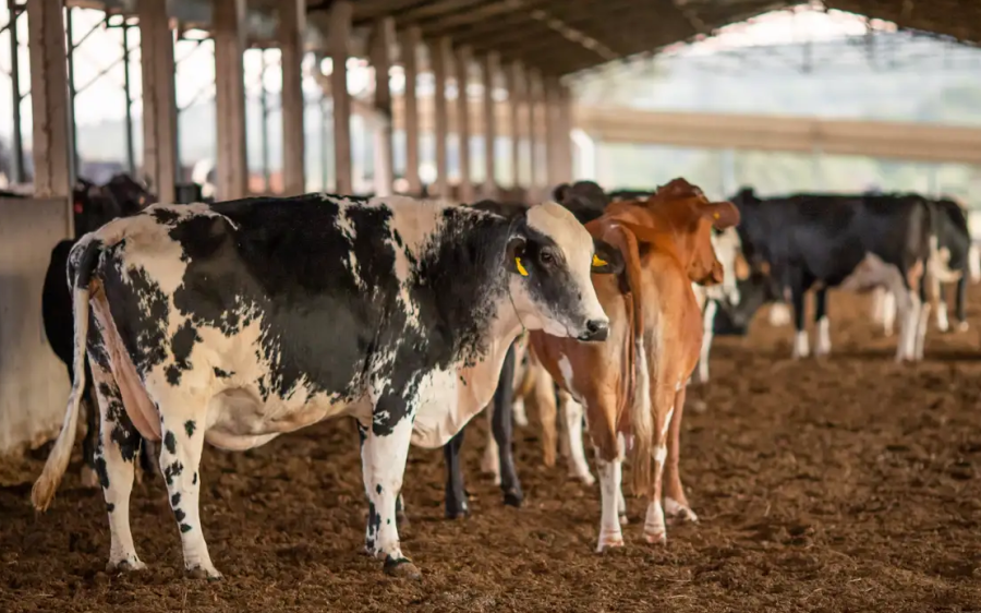 Receita investiga sonegação de quase R$ 1 bilhão em venda de gado