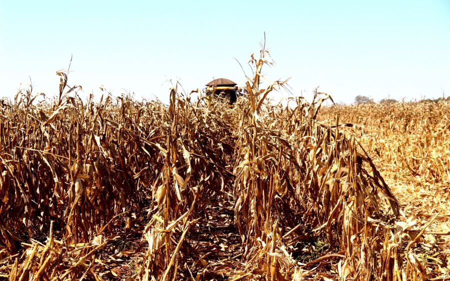 Projeto SIGA/MS recalcula área plantada do milho e muda estimativa de volume da safra 2023/2024