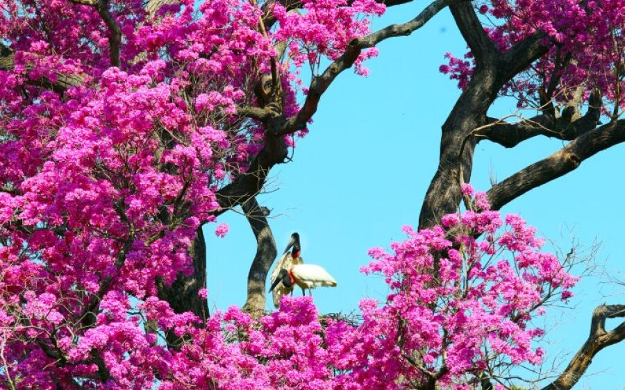 Resiliência: Pantanal Sul-mato-grossense se revela um gigante cheio de vida