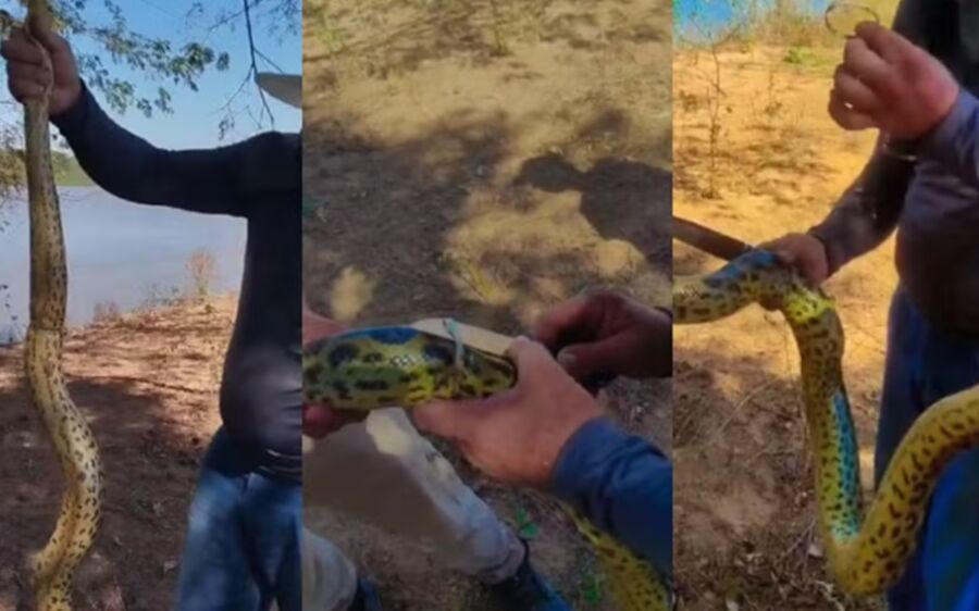 Sucuri estrangulada por lacre de plástico é salva por pescadores no Pantanal