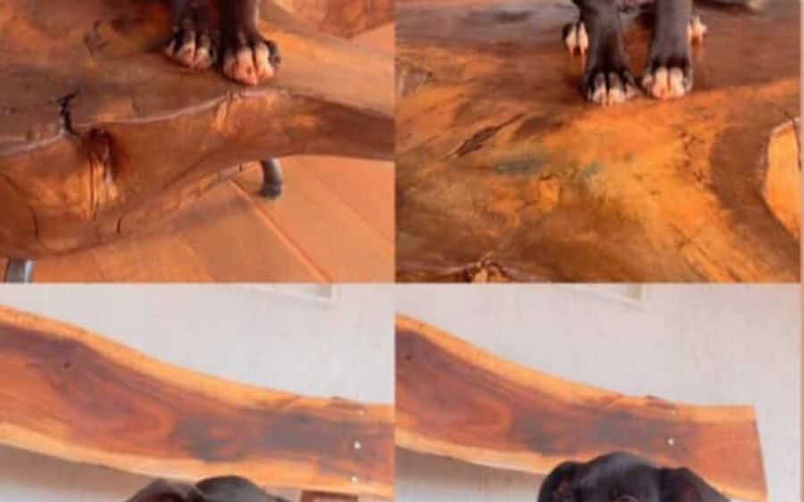 Cachorrinha resgatada de situação de abandono está disponível para adoção em São Gabriel do Oeste