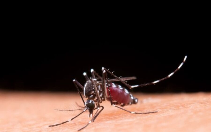 Boletim Epidemiológico: MS registra 15.351 casos confirmados de dengue