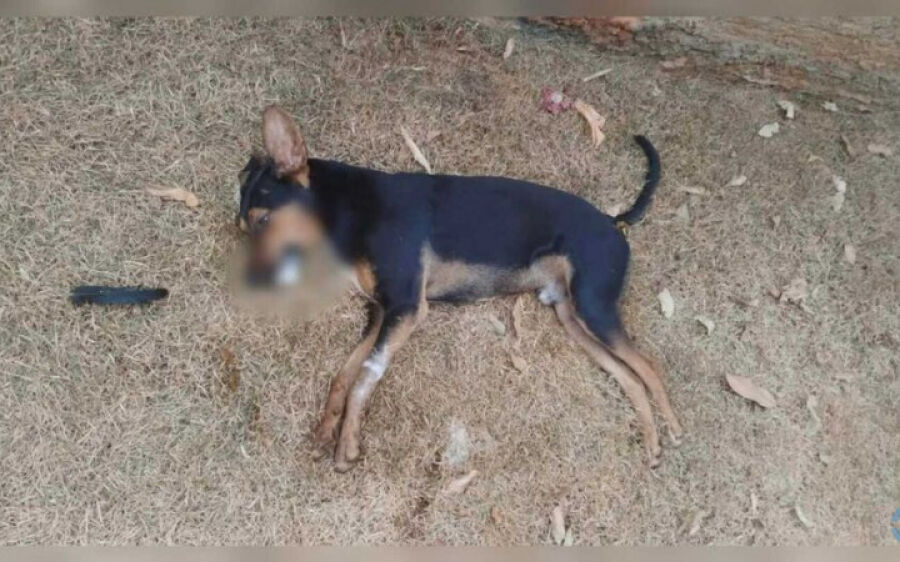 Três cachorros morrem após comerem carne envenenada em Rio Verde
