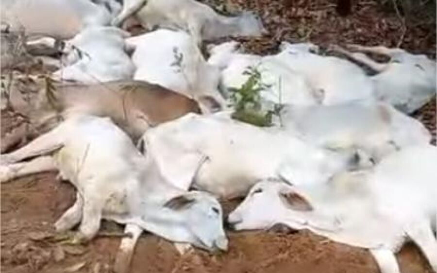 Pecuaristas contabilizam perdas de gado em noite mais fria do ano em MS