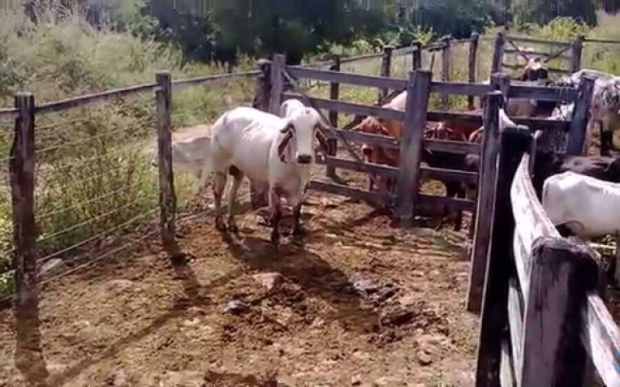 Caseiro encontrado morto pode ter sido atacado por boi em Cassilândia