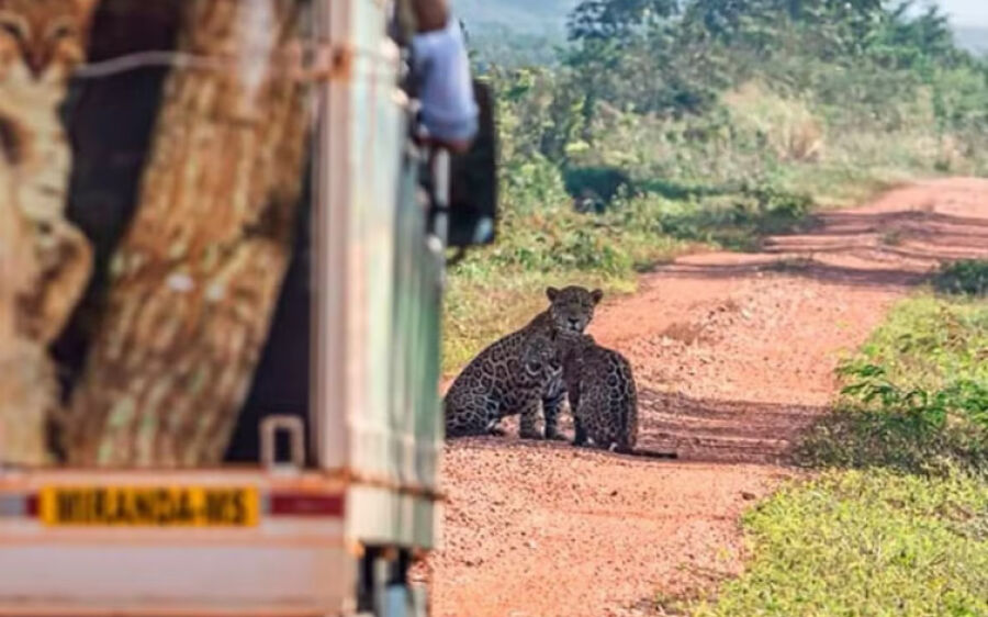Mãe e filhote de onça são vistos após queimadas no Pantanal de MS