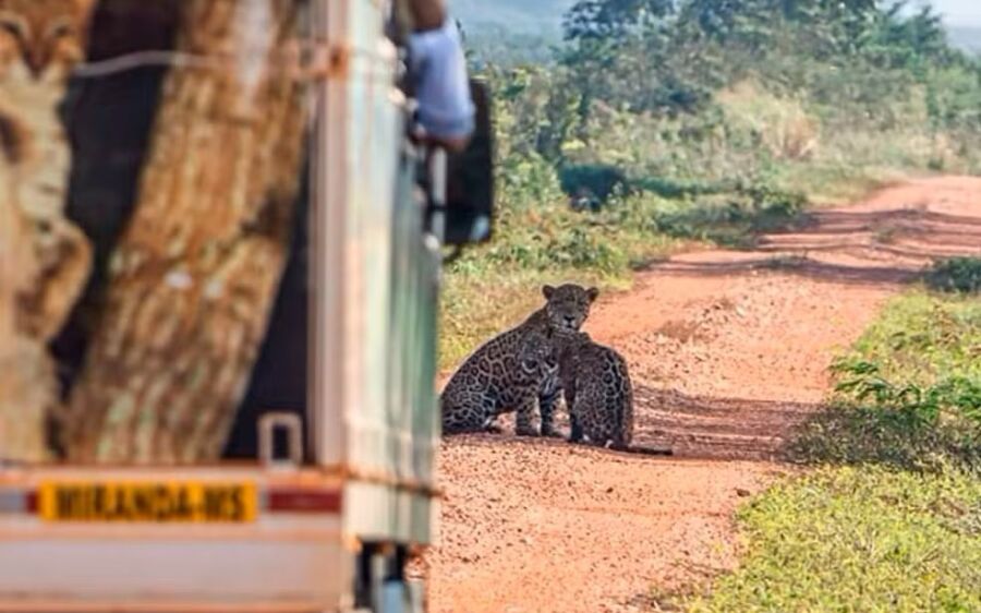 Mãe e filhote de onça são vistos após queimadas no Pantanal de MS