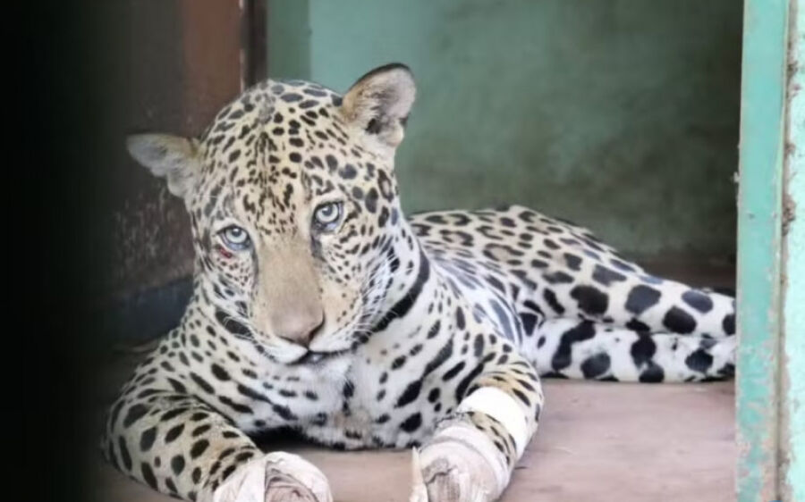 Em três meses, 564 animais foram resgatados dos incêndios no Pantanal