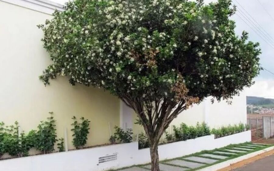 Aprovada proibição do plantio de murta em Mato Grosso do Sul