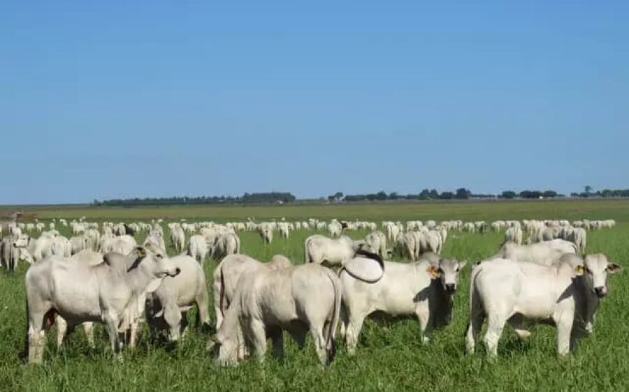 Forte demanda ajuda e MS já tem a segunda arroba do boi mais valorizada do País