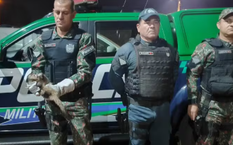 Mulher ´compra´macaco por R$ 300 para resgatar animal que estava sendo chutado por dono em MS
