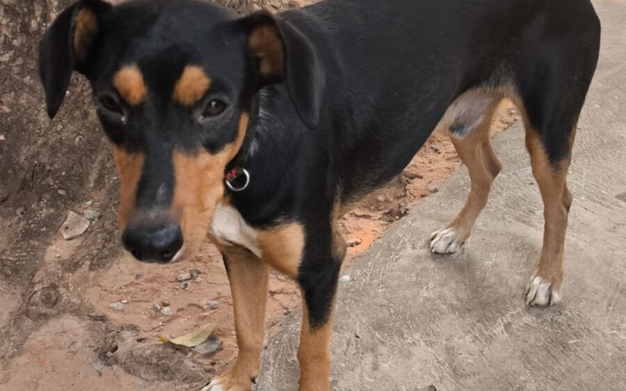 PMA de Coxim prende moradores por maus-tratos a cachorro