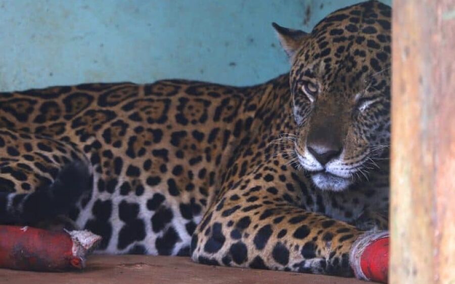 Hospital Ayty realiza manejo das onças-pintadas Antã e Miranda, resgatadas no Pantanal de MS