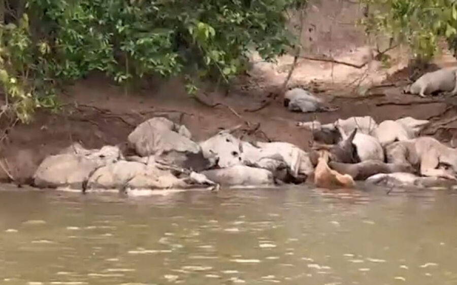 Pescadores encontram dezenas de bois mortos e atolados às margens do Rio Taquari