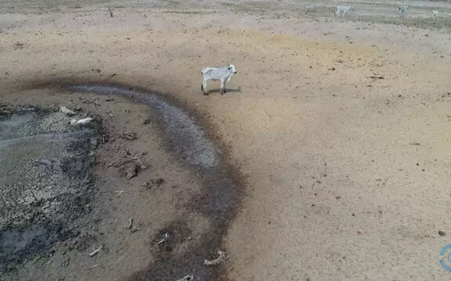 Polícia Civil libera dono de fazenda que abandonou mil bois entre Coxim e Rio Verde de MT