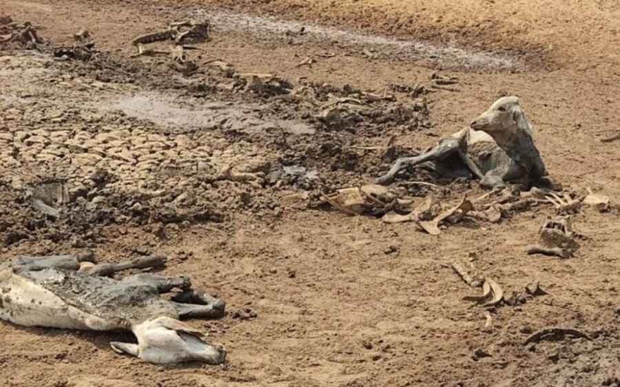 Liberado dono de fazenda que abandonou mil bois