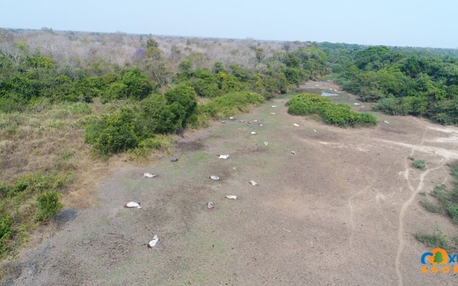 Fazendeiro acusado de maus-tratos a gado no Pantanal responderá em liberdade