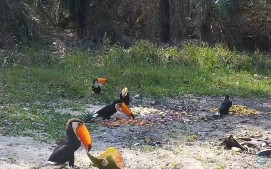 Animais silvestres afetados por incêndios recebem alimentos e água no Pantanal