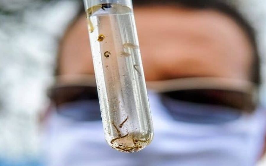 MS registra 15.800 casos confirmados de dengue, aponta Boletim Epidemiológico