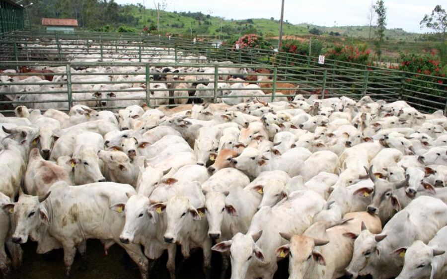 Arroba do boi dispara 26% em MS, alcança R$ 250 e é a maior do País