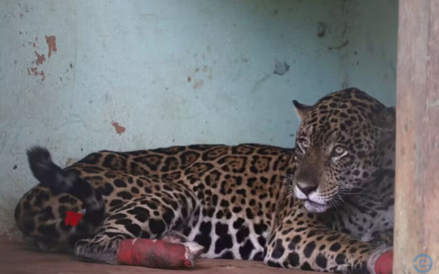 Vítima de incêndios no Pantanal, onça Antã morre 25 dias após resgate