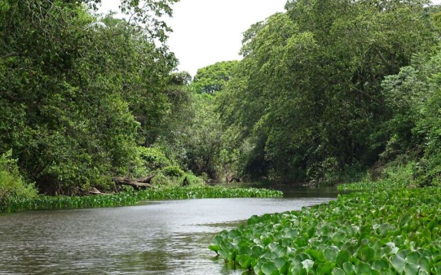 Iniciada maior operação de combate ao desmatamento da Mata Atlântica em Mato Grosso do Sul e outros 