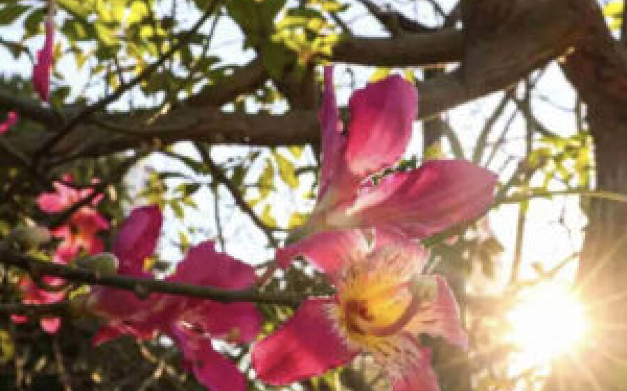 Primavera começa com alerta de calor em todo o Estado e temperatura pode chegar a 43°C