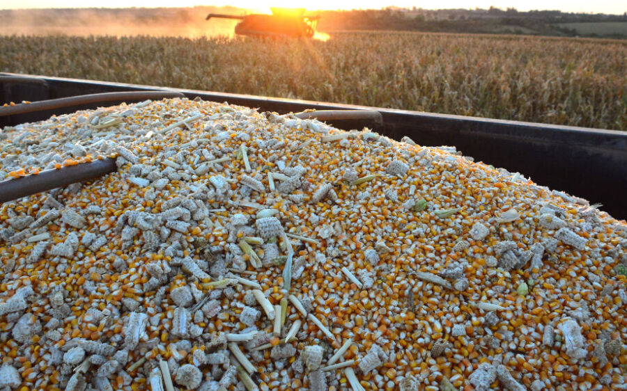 Estiagem reduz faturamento de agricultores