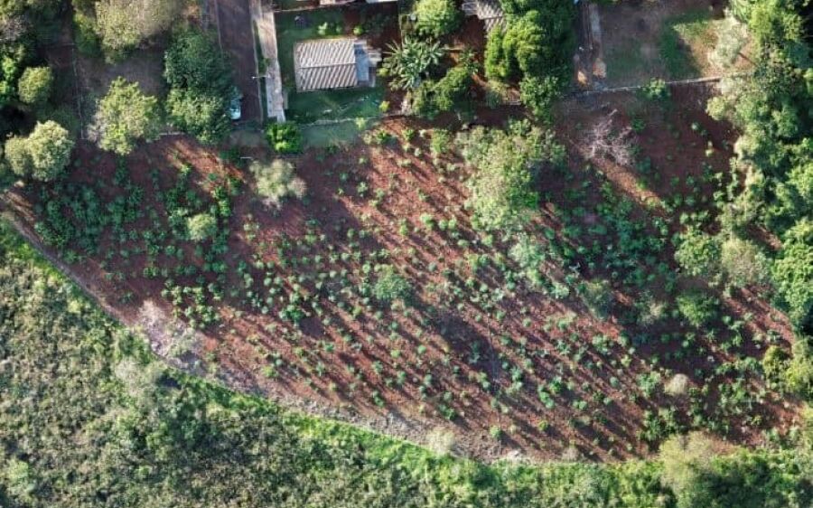 MS Verde e Sustentável: 1.450 mudas de árvores são plantadas pela Sanesul em reserva ambiental