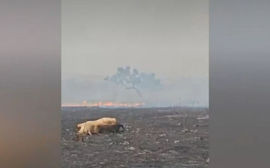 Fogo toma conta de pelo menos 10 fazendas em Paranaíba e mata animais