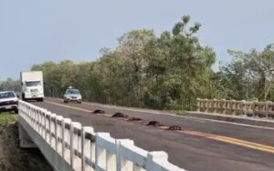 Em risco de extinção, família com dez queixadas é atropelada e morta em rodovia de MS