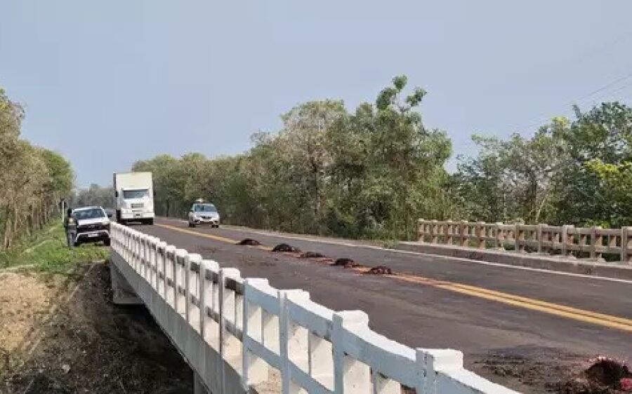 Em risco de extinção, família com dez queixadas é atropelada e morta em rodovia de MS