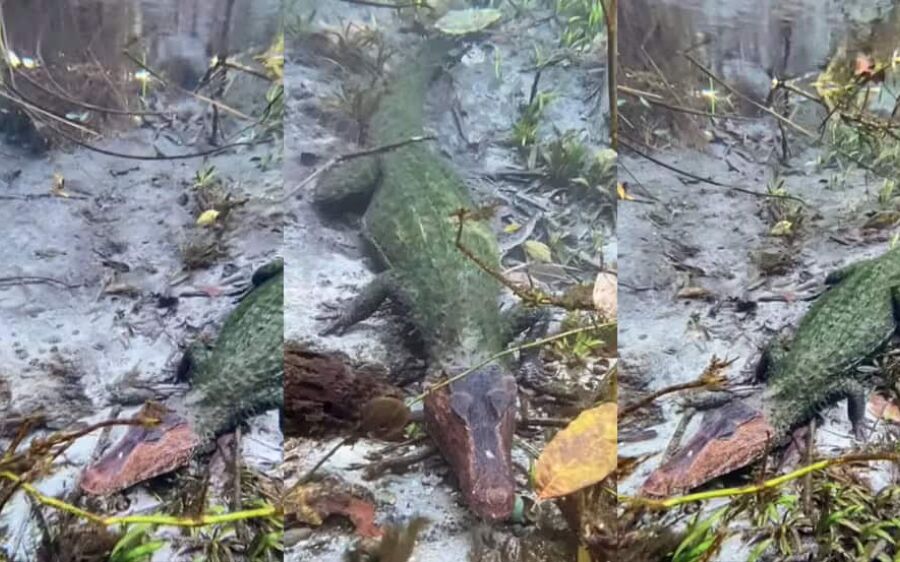 Jacaré de duas cores é visto submerso no Rio Sucuri e surpreende guia turístico em MS