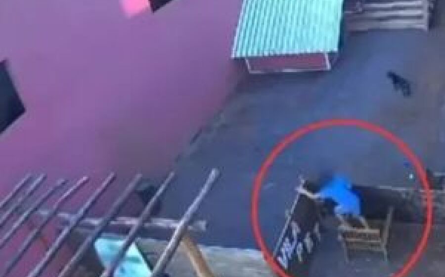 Criança de 9 anos invade hospital veterinário, pula muro e mata 23 animais