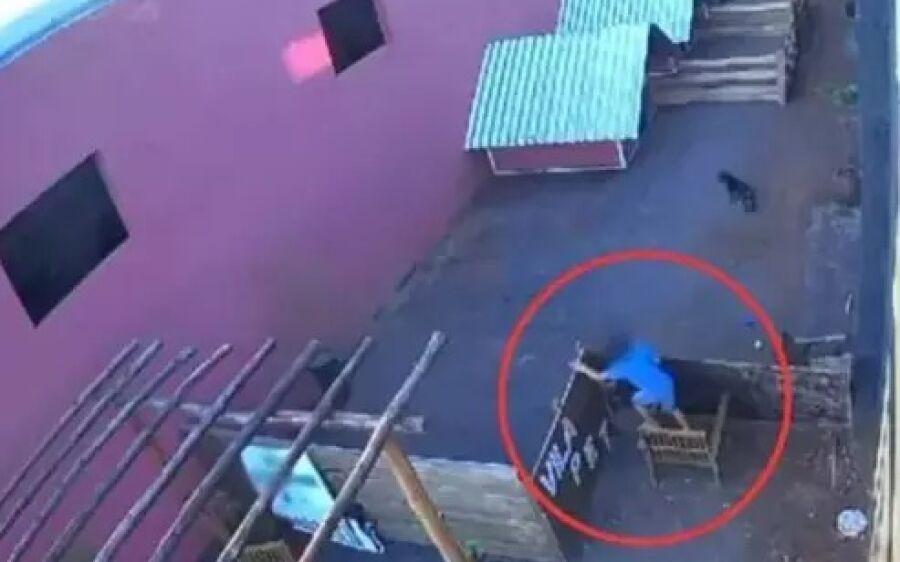 Criança de 9 anos invade hospital veterinário, pula muro e mata 23 animais